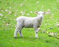 ニュージーランド・画像